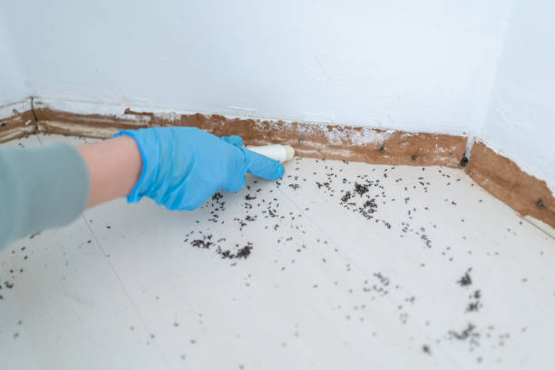 Best Bed Bug Extermination  in Shawano, WI